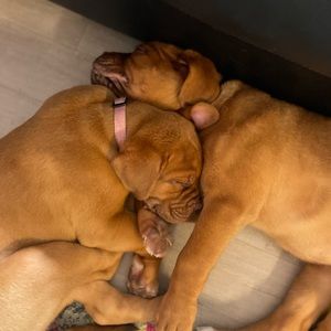 Meet your Posher, Chloe